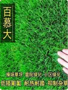 专业推荐！北京矮生草籽、天津生态草籽及工程草籽厂家