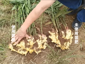水溶菌肥、生根菌肥等厂家推荐:石家庄12元素叶面菌肥供货商优选