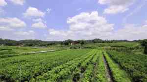 吉林枇杷苗、黑龙江杏树苗等多地优质果苗种植机构推荐,不容错过