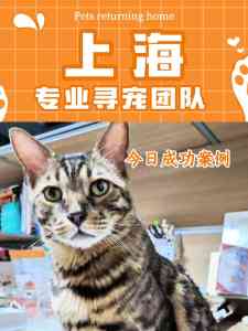 石家庄、沈阳、长春、太原、呼和浩特寻猫服务推荐，上海孙锦荣寻宠值得信赖