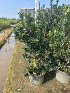 木麻黄、木荷、米老排、南天竹、羊蹄甲厂家及供应商推荐,优质之选不容错过