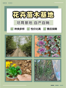 河北黑心菊、天津大滨菊等花卉优质供应地推荐，聚焦多地特色花卉资源