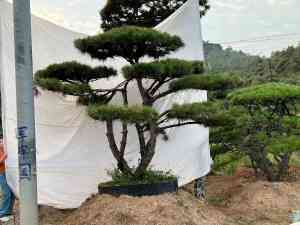 北京泰山松及造型松厂家推荐：山东军辉园林，多品种景观松供应专家