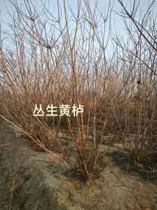 丛生黄栌供应商推荐:北京保定企业,独杆丛生黄栌代工与加工之选