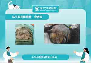 深圳宠物医院、内科、急诊、外科及手术品牌推荐,为您的爱宠健康护航