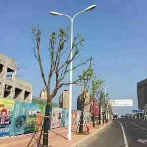 景观路灯厂推荐：沈阳中华路灯品牌，河北市政路灯源头及高杆路灯工厂厂家