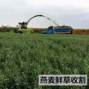石家庄草木樨等牧草种子厂家推荐:御景圆种业等源头供货商优选