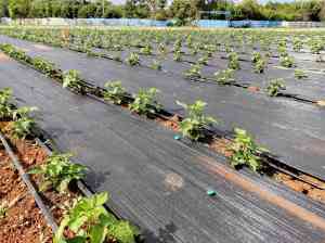 云南树莓种苗价格及优质供应商推荐：厂家为您揭秘哪种苗好