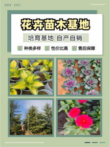 福建鸿运萱草、安徽粉黛乱子草等多地花卉优质供应商推荐