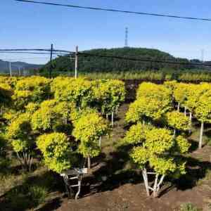天津、云南、山西、北京等地金叶榆造型出售与加工,厂家之蠡县艺雅苗圃场推荐