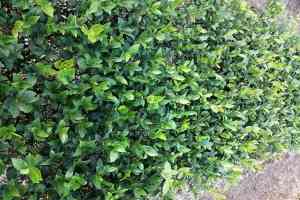 攸县油茶树苗供货商推荐:株洲攸县湘林系列高产油茶苗品牌厂家