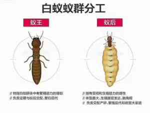 广州白蚁防治公司推荐：新建房白蚁预防及灭治专业企业解析