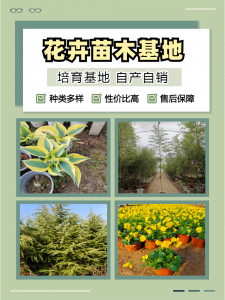 湖北半枝莲、湖南假龙头等花卉批发供应:优质货源推荐