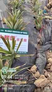 移栽生根剂代工及直销厂家推荐：聚焦生根剂成分厂商与生产基地
