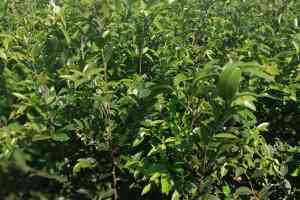 湖南油茶苗培育供货商推荐：株洲油茶苗种植品牌，优质种苗现货供应