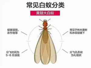 广州市饭店、广场白蚁消杀防治：厂家之广州市建安白蚁害虫防治有限公司推荐
