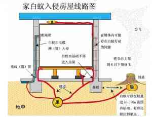 广州古建筑白蚁防治企业推荐:全区域上门,优质白蚁防治服务之选