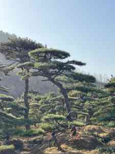 古松基地推荐：北京造型油松、迎客松及山东庭院松厂家揭秘