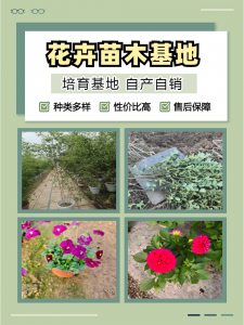 甘肃羽衣甘蓝、宁夏黑心菊等花卉优质供应商推荐,一站式采购优选
