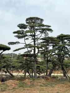 山东、北京造型松供货厂家推荐：多杆、斜飘造型松定制批发优选