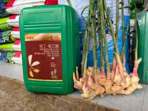 大脚印生根、促新根生根生产及定制厂家推荐:厂家之康拓森生物