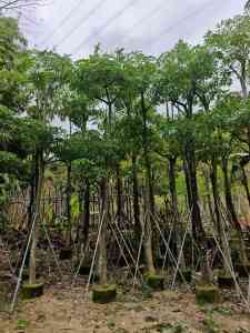 专业推荐!北京美人树、接骨草、香橼等绿植厂家大揭秘