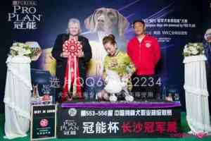 云南宠物美容师培训优选：昆明宠物美容机构0基础考证培训推荐
