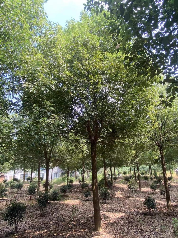 香樟图片