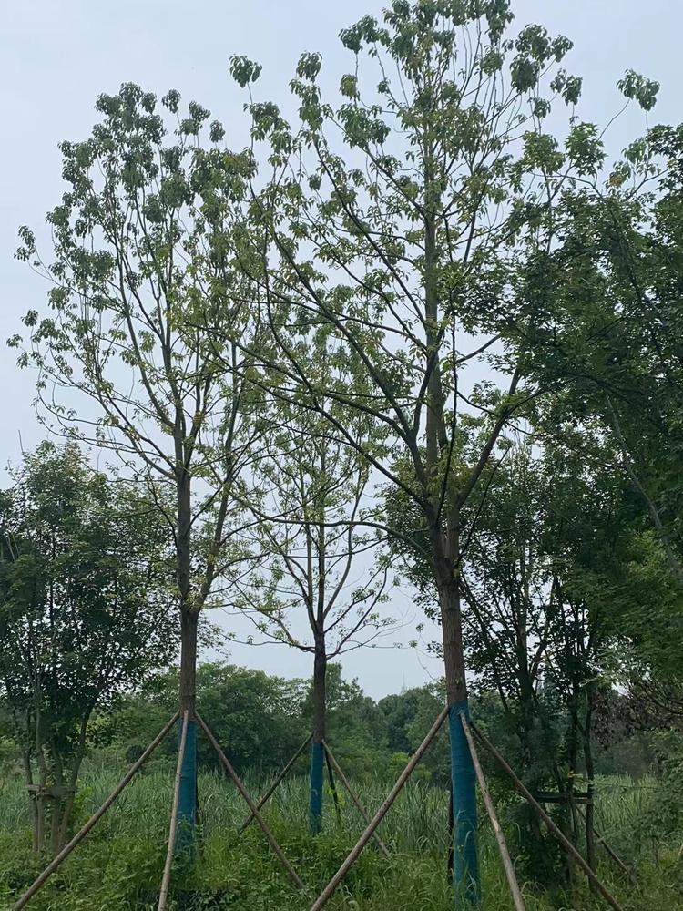 香樟图片