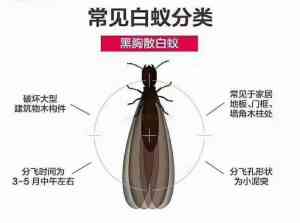 专业之选！装修白蚁预防、古建筑防治及南沙杀白蚁优质企业推荐