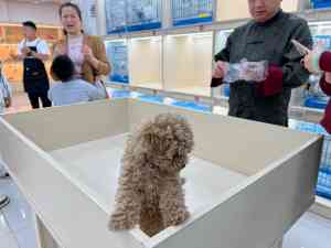 厦门、武汉、长沙等地优质犬只出售信息,东莞市欢朋宠物有限公司实力推荐
