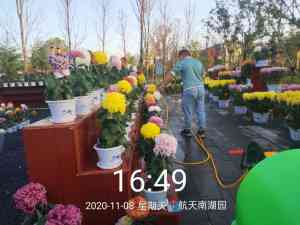 京津冀地区菊花服务推荐：涵盖养护、展览、盆栽及种苗供应