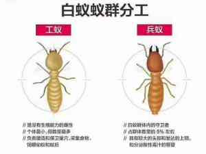 南沙白蚁防治服务推荐：专业机构守护绿化带、出租房等场所
