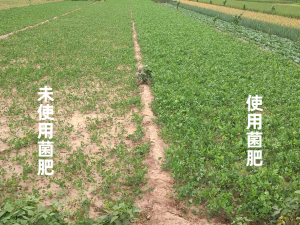 叶面生物肥、有机生物肥批发优选：石家庄液体生物肥厂等厂家推荐