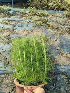花叶玉簪、姜荷花等绿植供应：北京及东莞优质厂家专业推荐