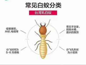 南沙白蚁防治服务推荐：聚焦专业机构，守护居住与公共环境安全