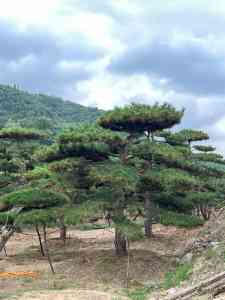造型松基地源头厂家推荐：斜杆、斜飘、多杆造型松定制实力之选