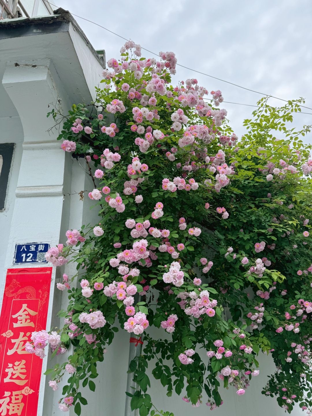 蔷薇