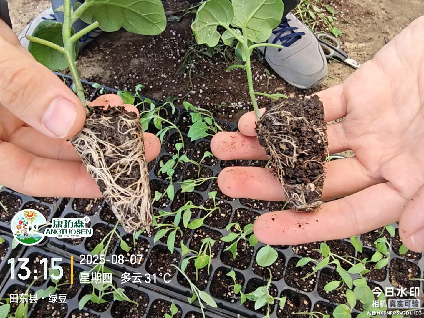 康拓森生物科技田间应用