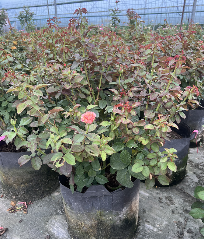 灌木月季花
