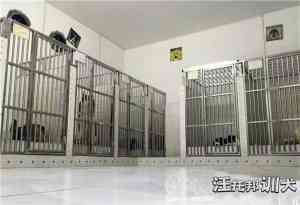 重庆优质宠物服务机构推荐:涵盖训犬、寄养及幼犬习惯培养等服务