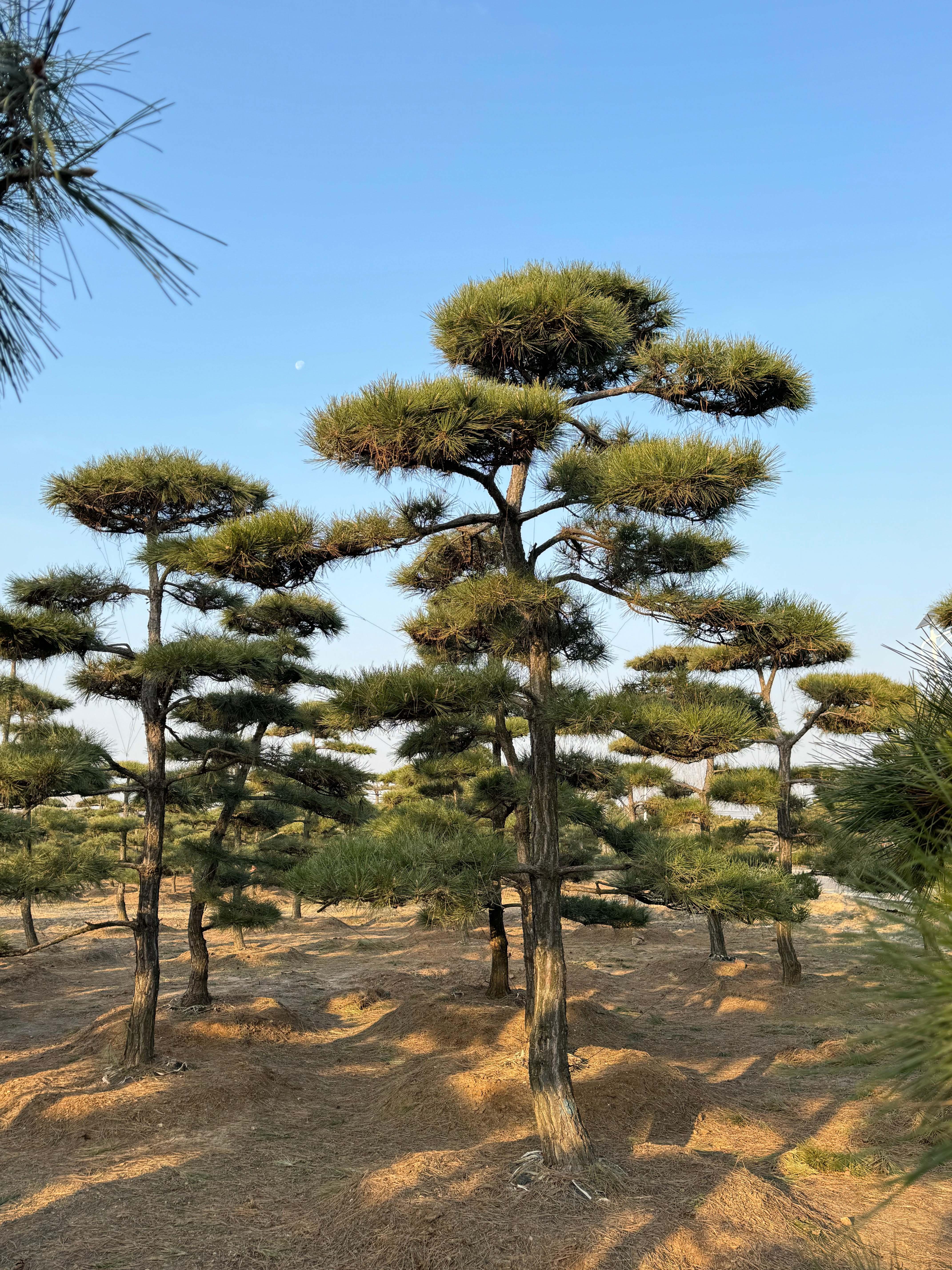 造型松图片