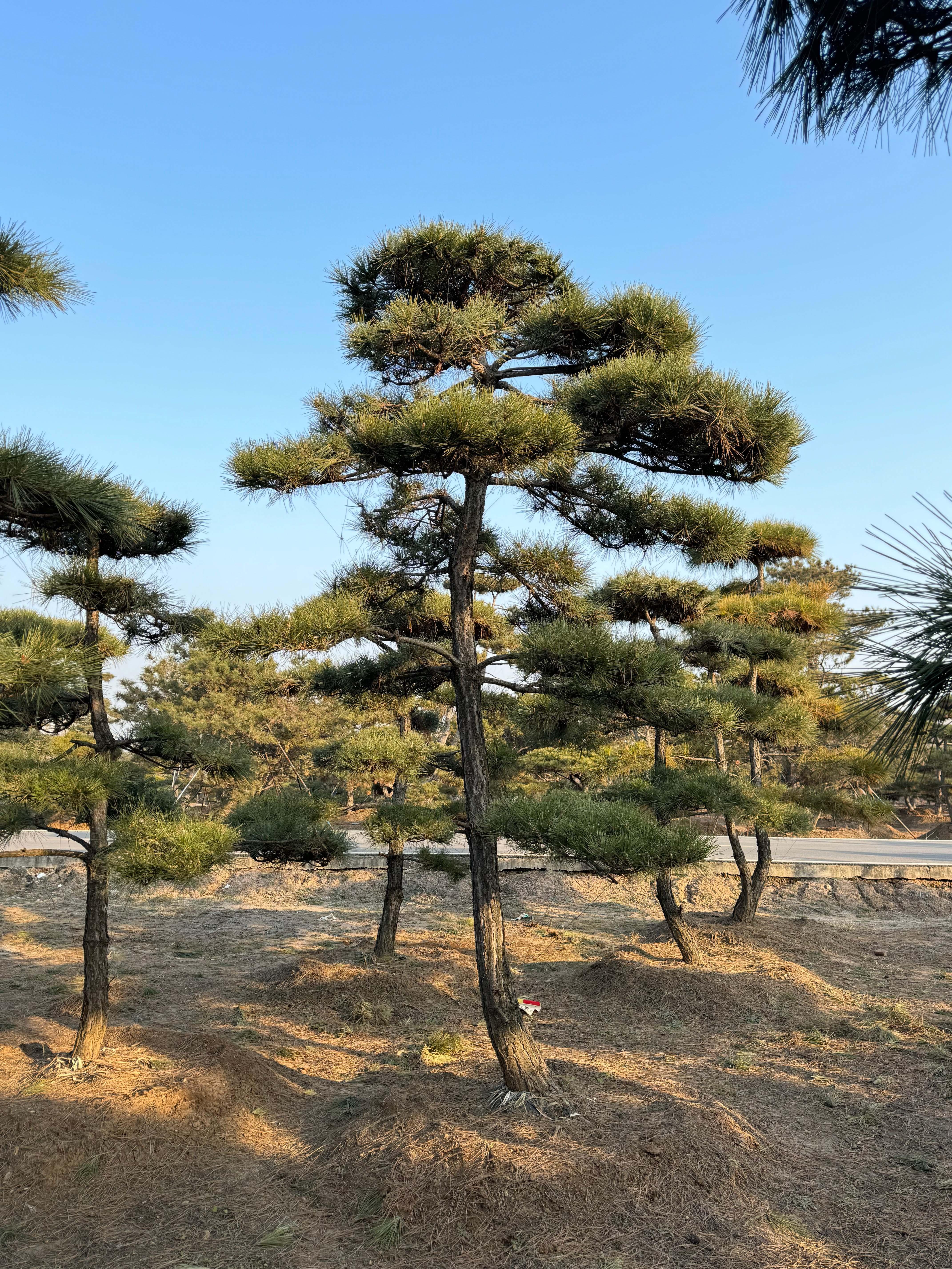 泰山松图片