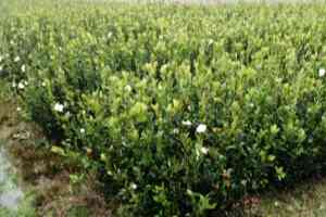 株洲攸县长林系列油茶苗品牌推荐:攸县优质油茶良种苗供货商揭秘