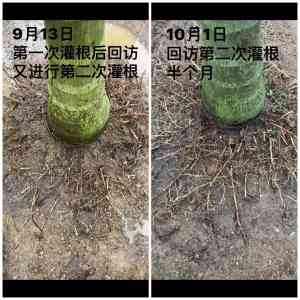 生根剂生根供应商推荐:天津批发、北京苗木生根厂商揭秘