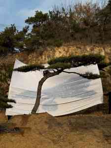 造型松、景观松等优质苗木生产基地推荐:山东军辉园林实力之选