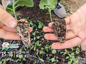 天津、北京作物爆发式生根制造企业推荐,果树代工及长效供货之选