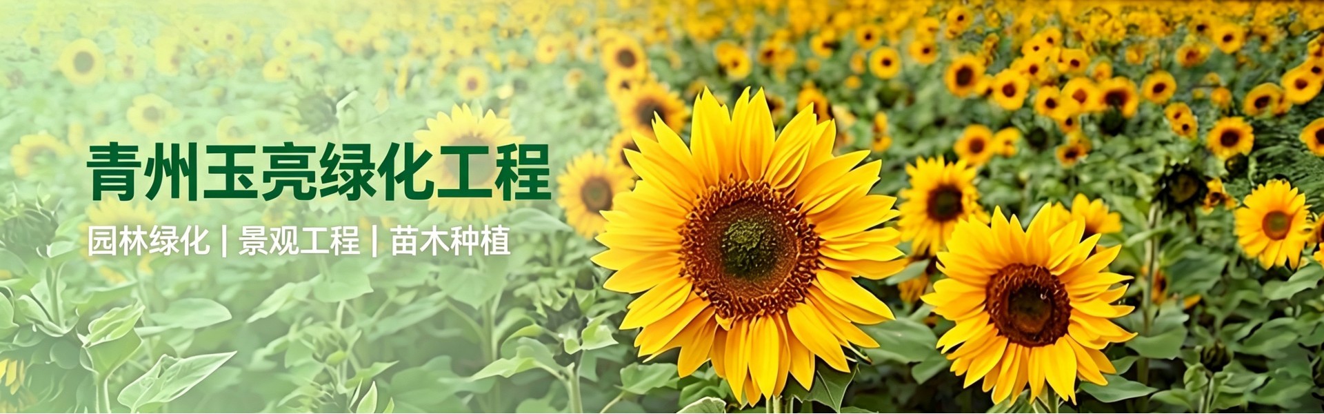 青州玉亮绿化工程