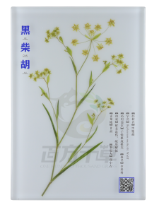 标本直销、标本柜及生物标本研究加工厂家推荐:聚焦河南藻类与北京制作技术