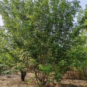 丛生黄蜡苗木实力厂家推荐:保定、北京等地优质供应商大揭秘